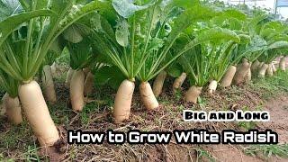 How to Grow White Radish from Seeds at Home / Big and Long / Easy for Beginners by NY SOKHOM