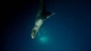 NautilusLive - Beautiful California sea lions and ROV Argus.