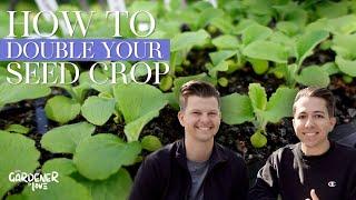 How to Double Your Seed Crop | Gardener in Love