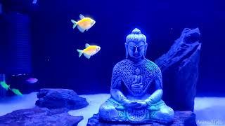 Finally Got some Glofish Tetras for my BUDDHA tank | AnimalHolic