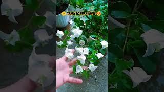 Green transform into Pure White #bougainvillea #shortvideo #shortsvideo #shorts #short #youtube