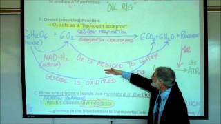 METABOLISM & REGULATION OF BLOOD SUGAR by Professor Fink