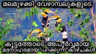 മലമുഴക്കി വേഴാമ്പലുകളുടെ കൂട്ടത്തോടെ മനോഹരമായ പറക്കുന്ന കാഴ്ചകൾ|Great Indian Hornbill@Western Ghats