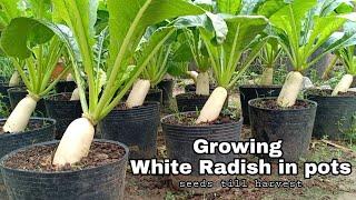 Growing White Radish in Pots From Seeds to harvest / How to grow white radish in container at home