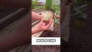 КАК ВЫРАСТИТЬ ЭУСТОМУ! КРАСИВЫЙ САД СВОИМИ РУКАМИ! #огород  #дача  #plants  #garden