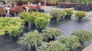 Bylands Nursery Visit - Finding Bonsai