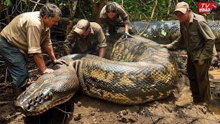 Hampir Terlilit! Dikira Pohon Tumbang, Ternyata Ular Raksasa Belasan Meter Sembunyi Didalam Hutan...