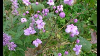 A0132 #금꿩의다리 [학명] Thalictrum rochebrunianum var. grandisepalum [영명] Yellow-filamentous meadow-rue