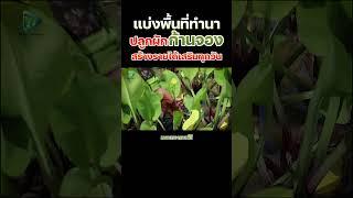 แบ่งพื้นที่ทำนาปลูกผักก้านจอง สร้างรายได้เสริมทุกวัน #เกษตรอารมณ์ดี