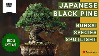 “Japanese Black Pine Bonsai: Bonsai Trees For Beginners.”