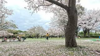 Sakura, Tokyo