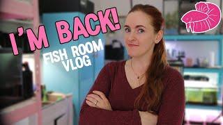 Simply Betta Fish Room Vlog! My Next Aquascapes?