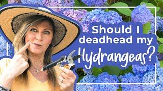 Why You Should Deadhead Hydrangeas! | Cranbury Fields Flower Farm