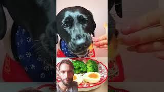 dog eat food #pets #cute #funny #food #dog #asmar #duet #animalfood #love #smartphone