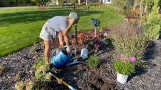 October Clearance Planting: Phlox, Hibiscus, Yarrow, and Kniphofia Added to the Fall Garden!