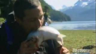 Bear Grylls eats live Salmon