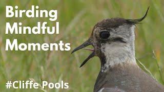 Mindful Moments, Birding Atmospheres: Cliffe Pools in Autumn