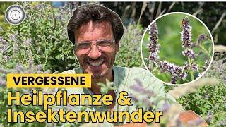 Das geheimnisvolle Heilkraut mit unglaublichen Vorteilen, GESUNDHEIT + INSEKTEN – Ross-Minze