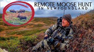 Remote Fly-in Moose Hunt in Newfoundlands Rugged Backcountry! (Gregs Bull)