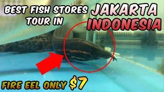 Best Fish Market in Jakarta Indonesia Tour - SUMENEP FISH MARKET