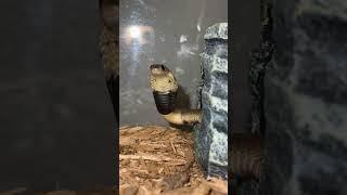 Baby snouted cobra #venomous #reptiles #snakes #cobra #animals #venomoussnake