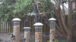 A busy daddy house sparrow rushing from feeder to feeder to provide for his babies ️