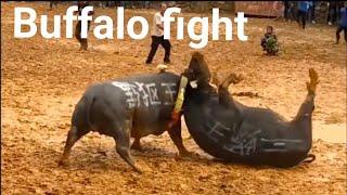 buffalo fighting/village entertainment.#buffalo