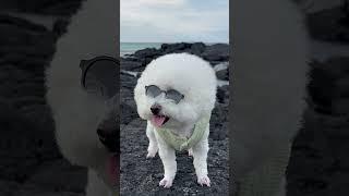 제주도애견동반여행