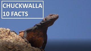 10 Fun Facts about the Chuckwalla Lizard (Iguana), Sauromalus ater