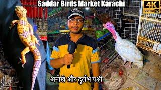 Saddar Exotic Birds Market Karachi 2024 Latest Updates |  نایاب پرندے اور طوطے  گراونڈ پرندوے بھی