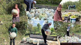 Kabak hasadımız elma topladık bahçede temizlik köyde günlük işler öğlen yemeği