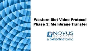 Western Blot Visual Protocol: Phase 3: Membrane Transfer