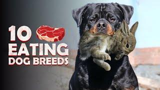 10 Most "Meat Eating" Dog Breeds