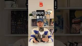 자꾸 무는 강아지 훈련법? #강아지 #반려견 #강아지훈련 #입질 #반려견 #반려동물  #pets