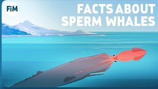 5 Amazing Facts You Didn't Know About Sperm Whales