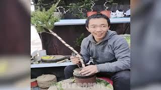 How to bend a bonsai - great bonsai bending skills #97