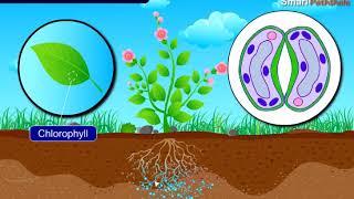 NCERT CBSE Class 7 Science Chapter 1 Nutrition In Plants Part 2 - I