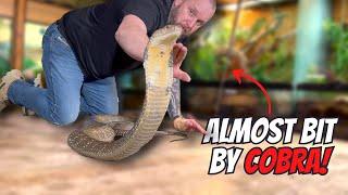 Cobra Attacks AlexWyld