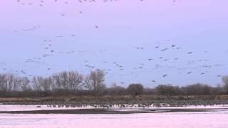 Sandhill Cranes at Sunset