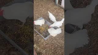 Rescue Hens: Breakfast Time #rescuehens #backyardchickens #hens #Beautifulhens