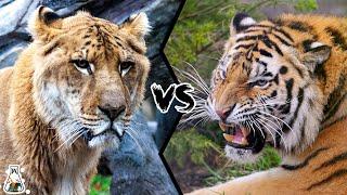 LIGER VS TIGER - Which is the Strongest Big Cat?