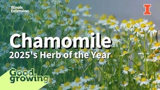 Chamomile: Discover 2025's herb of the year | #GoodGrowing