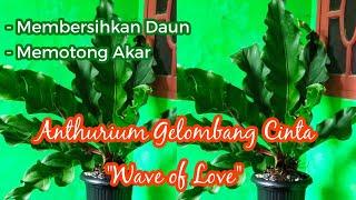 MEMBERSIHKAN DAUN & MEMOTONG AKAR ANTHURIUM GELOMBANG CINTA - WAVE OF LOVE