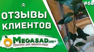 ОТЗЫВЫ КЛИЕНТОВ - САЖЕНЦЫ "МЕГАСАД" | Апельсин, Мандарин - 100% соответствие