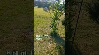 #하남석-밤에떠난 여인#뒷마당 올 봄의 배경은 아마도 마지막 배경일듯...