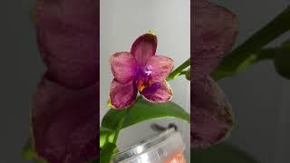 Фаленопсис Митуо Сан Квин Лотас (Phalaenopsis Mituo Sun Queen Lotus)