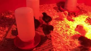 Chicks - Day 1