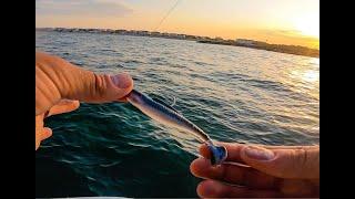 Epic Sunset Fishing off the Beach - Smoked Bluefish Dip Catch and Cook