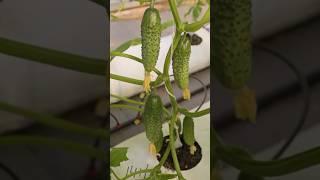 Супер ранний и вкусный огурец КСЕНИЯ F1  #огород #дача #сад #аэлита #огурцы