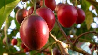 Como Funciona la Siembra y Cosecha de Tomate de Árbol - TvAgro por Juan Gonzalo Angel